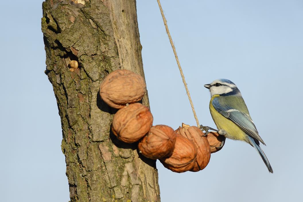 Anche a me piacciono le noci